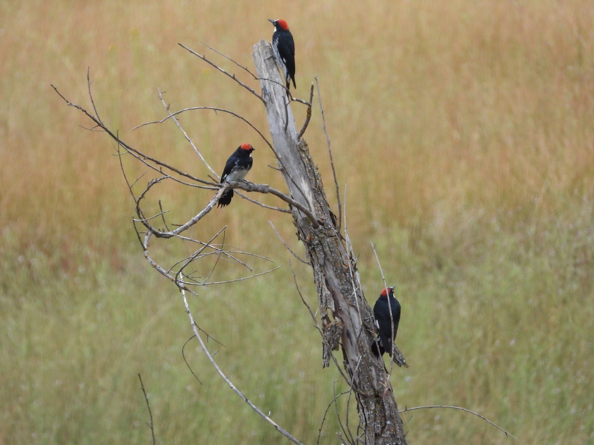 Acorn Woodpecker - ML483402161