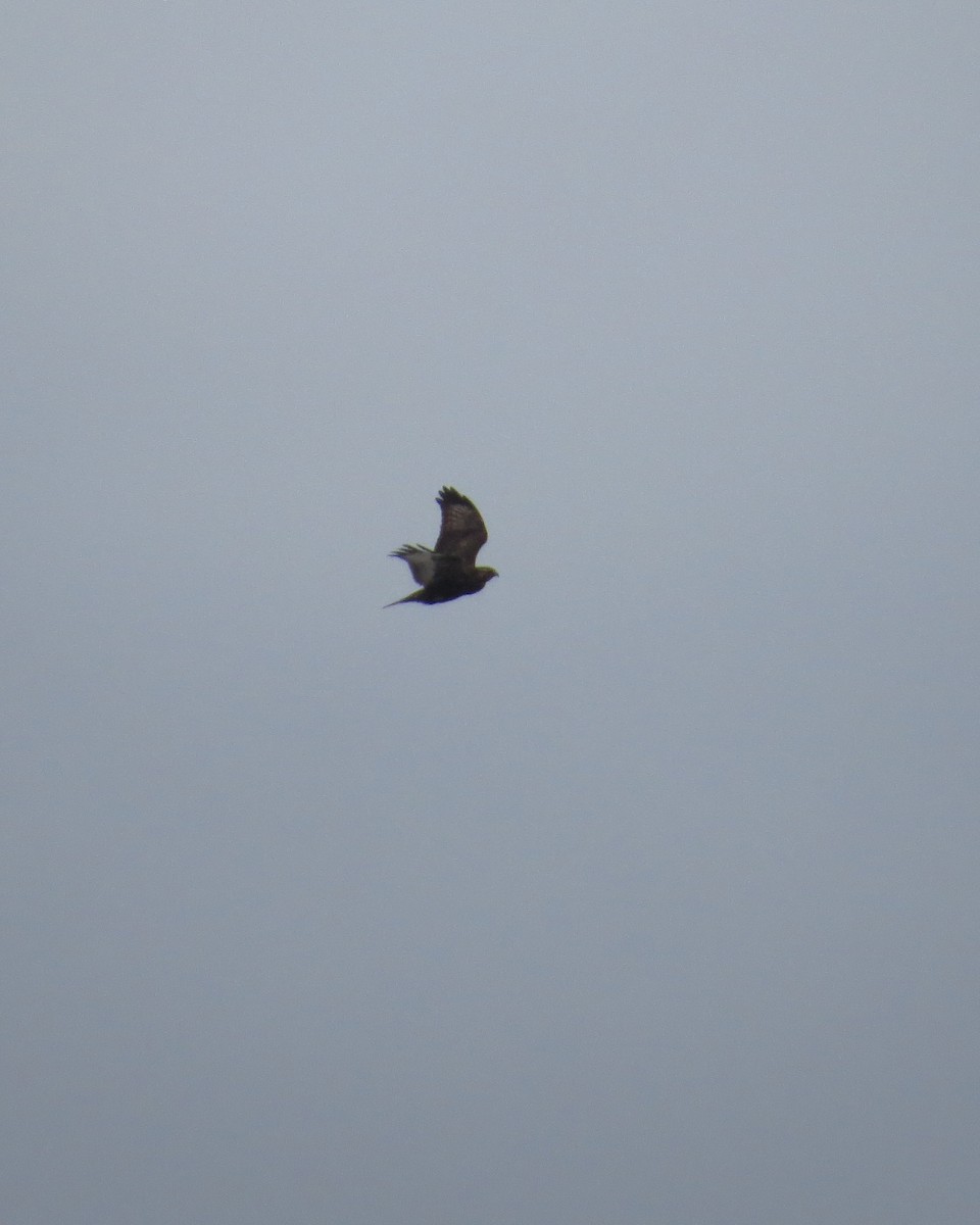 Rough-legged Hawk - Angela Granchelli