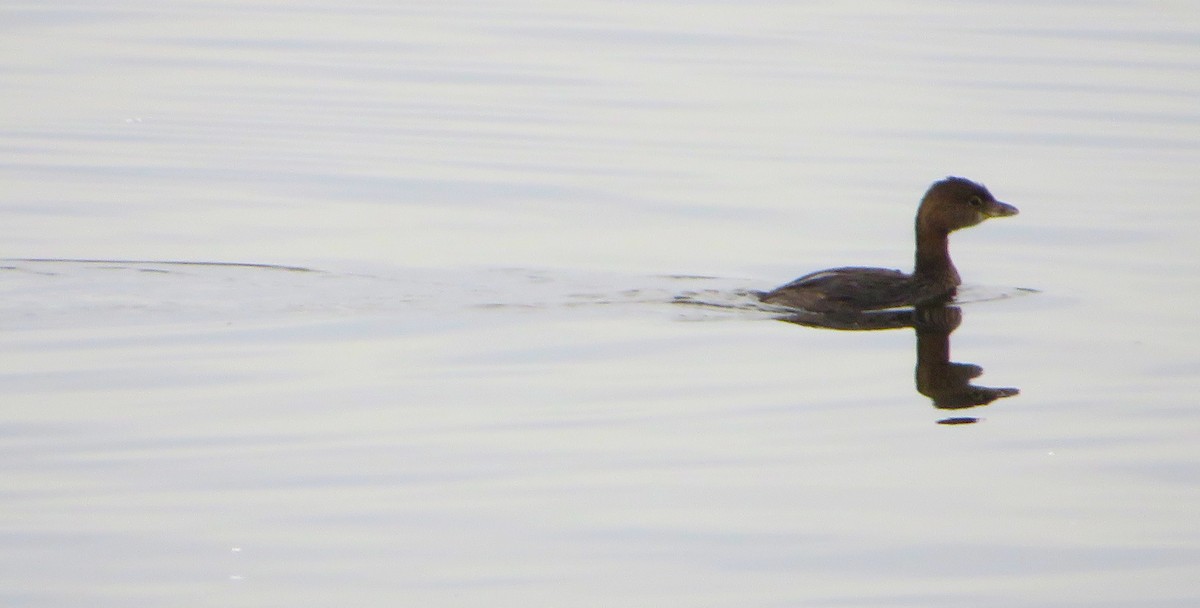 Pied-billed Grebe - ML483403081