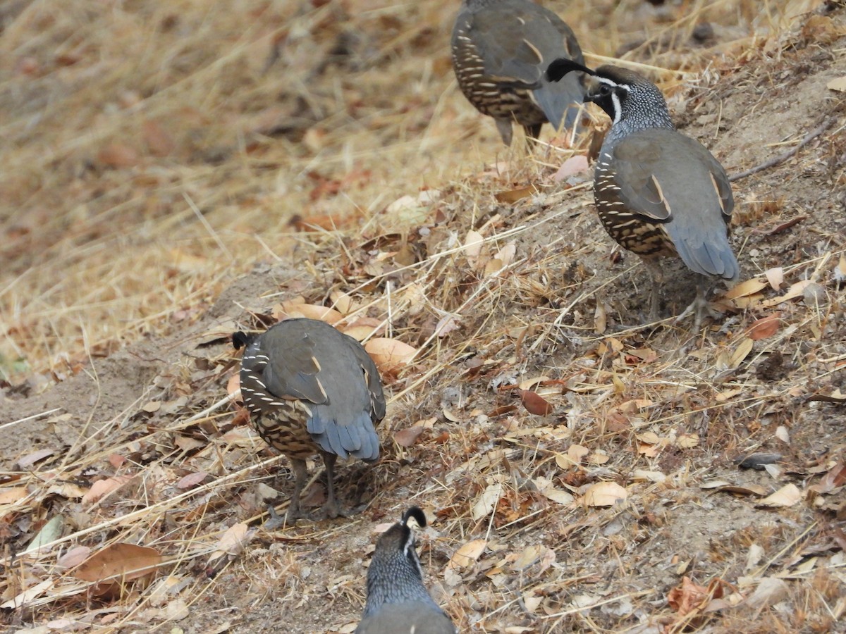 California Quail - Matthew Maciosek