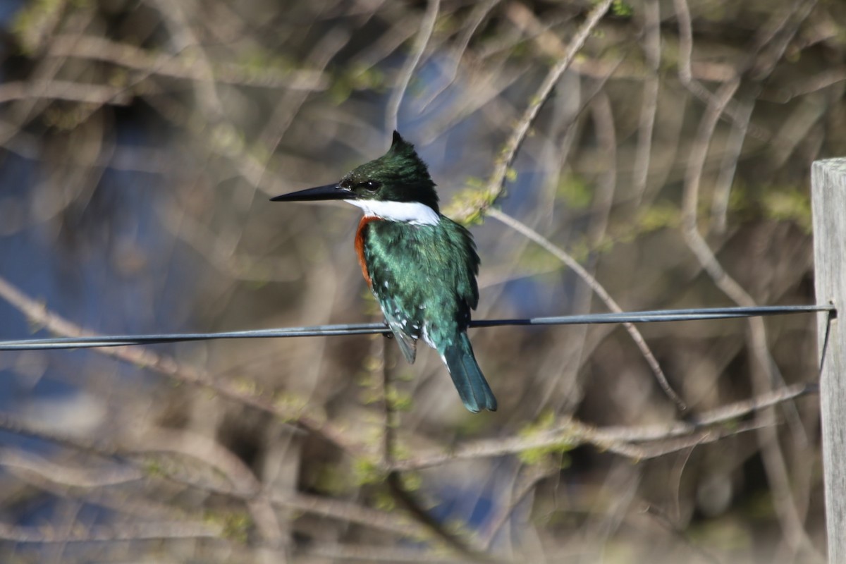 Green Kingfisher - ML483403231