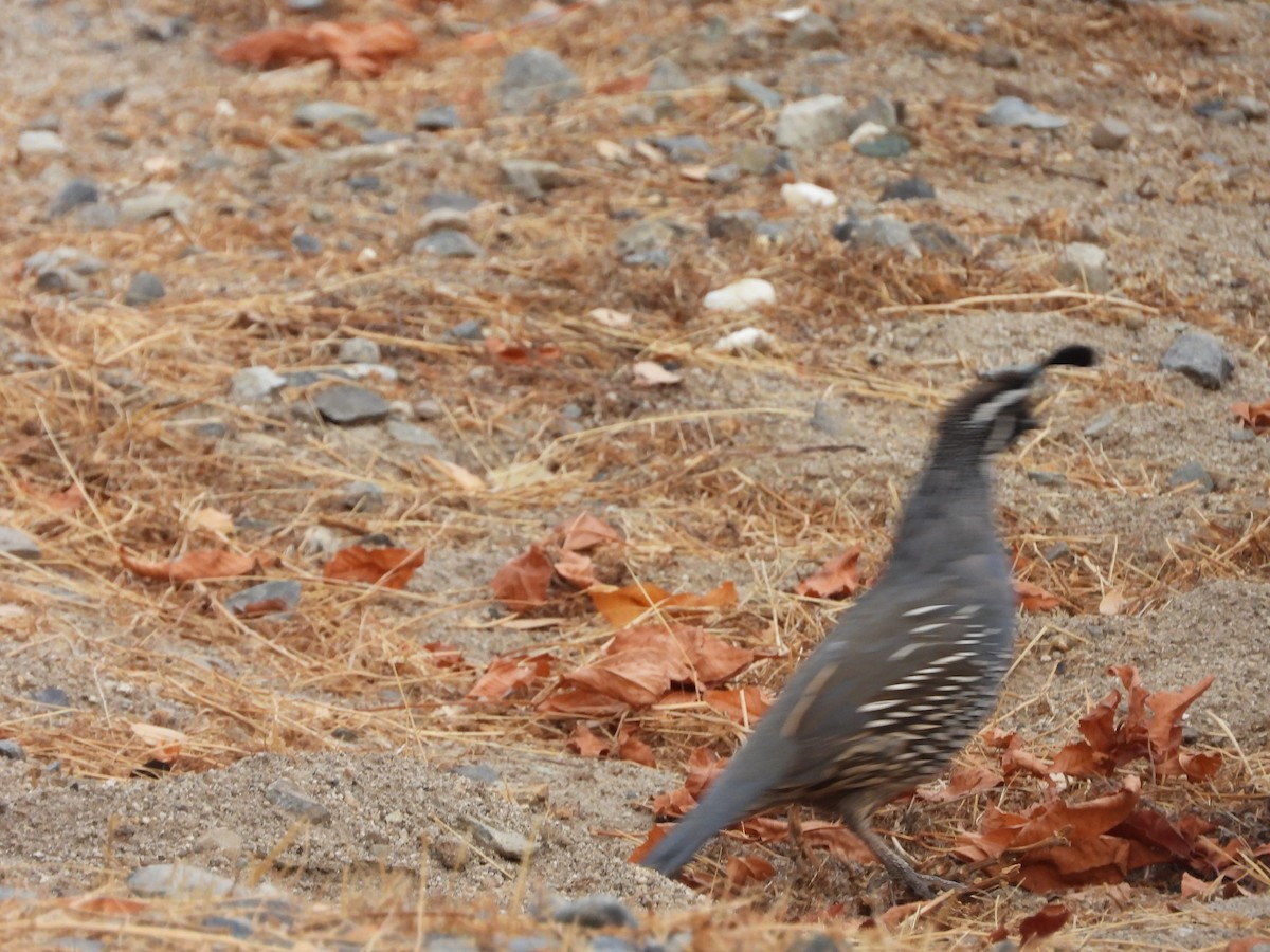 California Quail - ML483403801