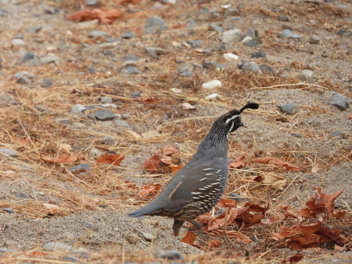 California Quail - Matthew Maciosek