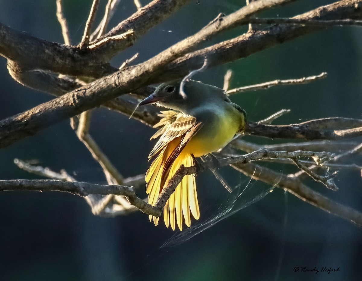 Great Crested Flycatcher - Randy Hesford