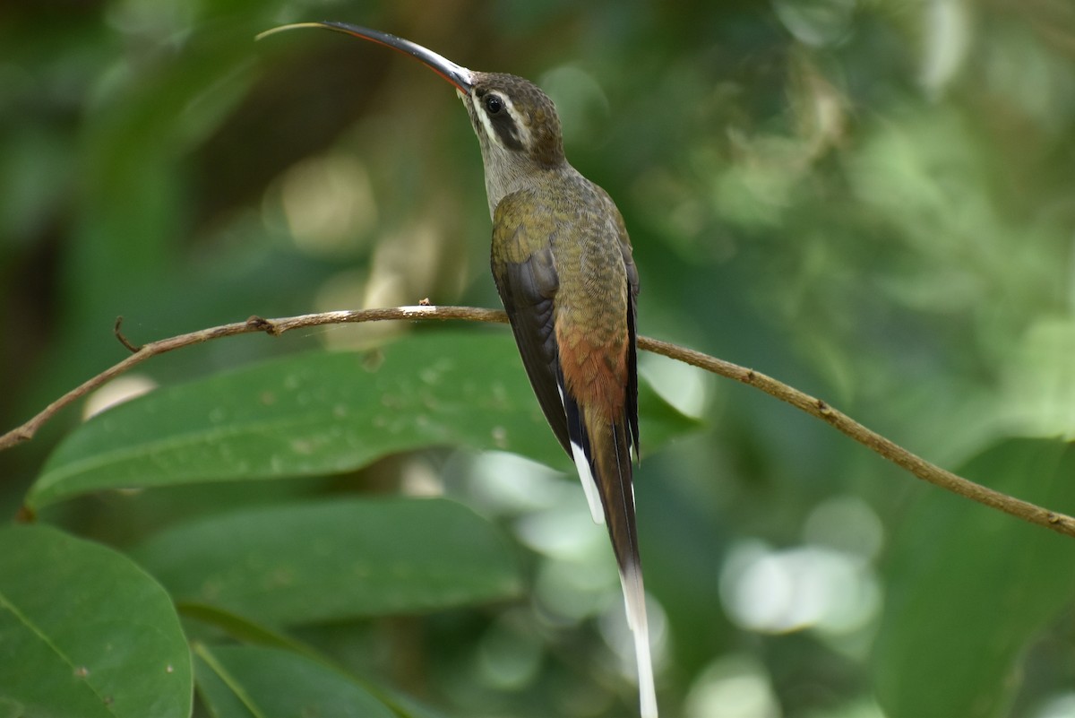 Sooty-capped Hermit - Daniel Flores