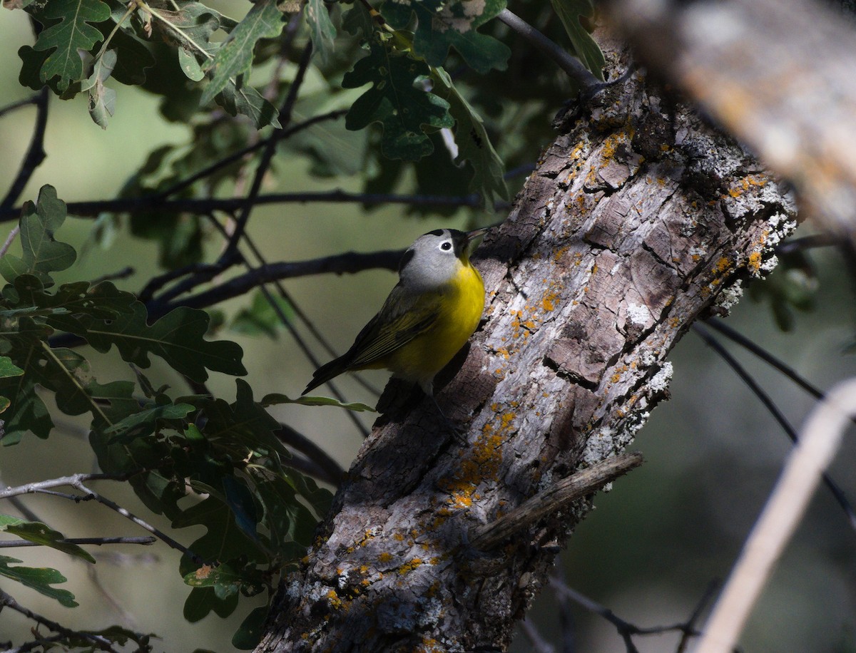 Nashville Warbler - Georgia Coleman