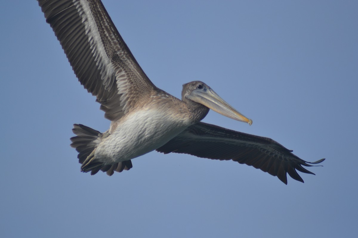 Brown Pelican - ML483404871