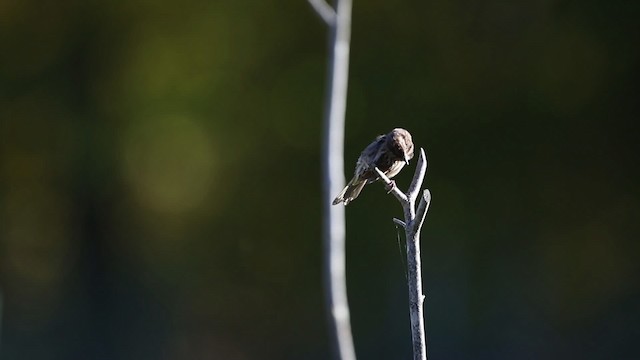 Song Sparrow - ML483406