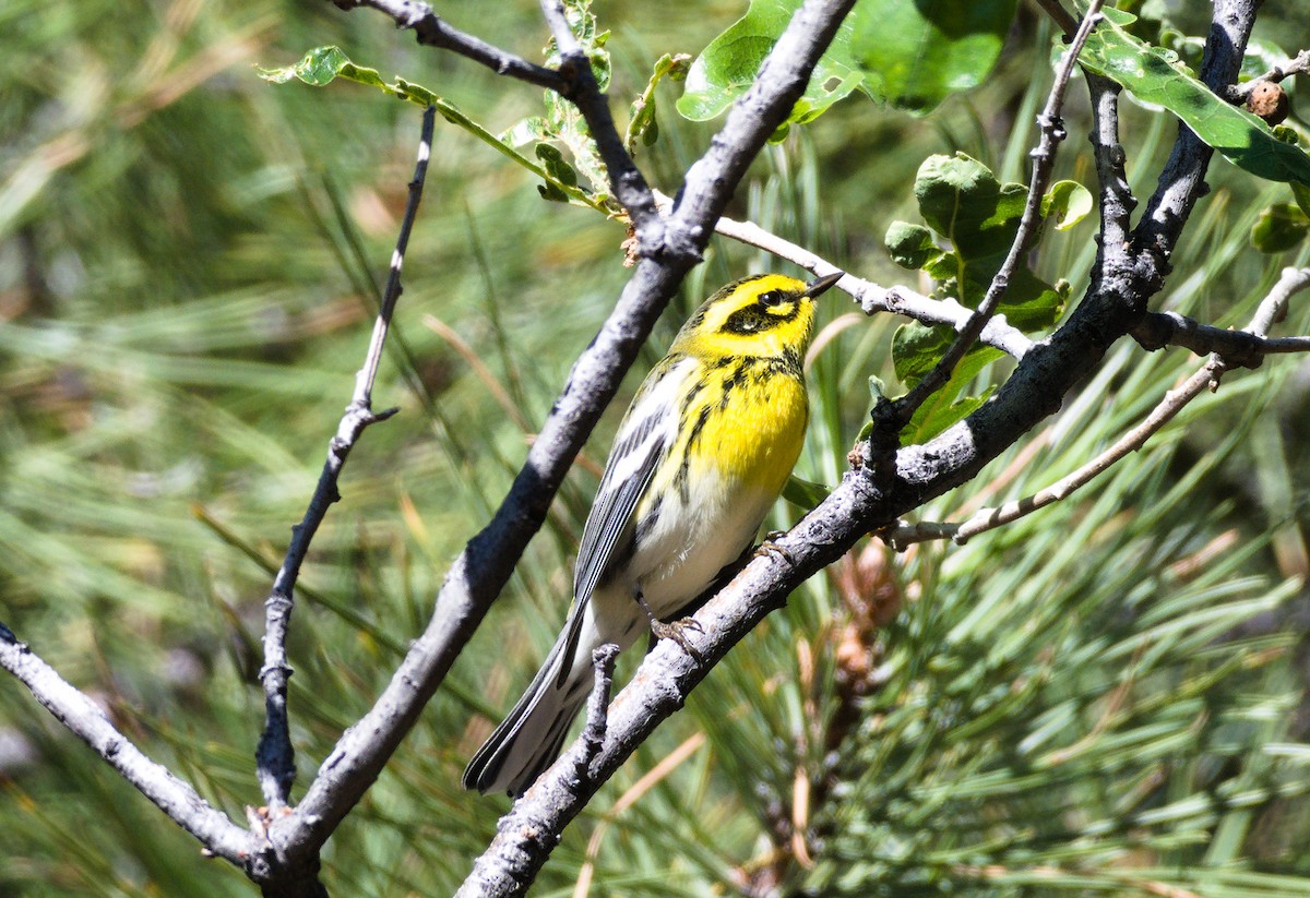 Townsend's Warbler - Georgia Coleman