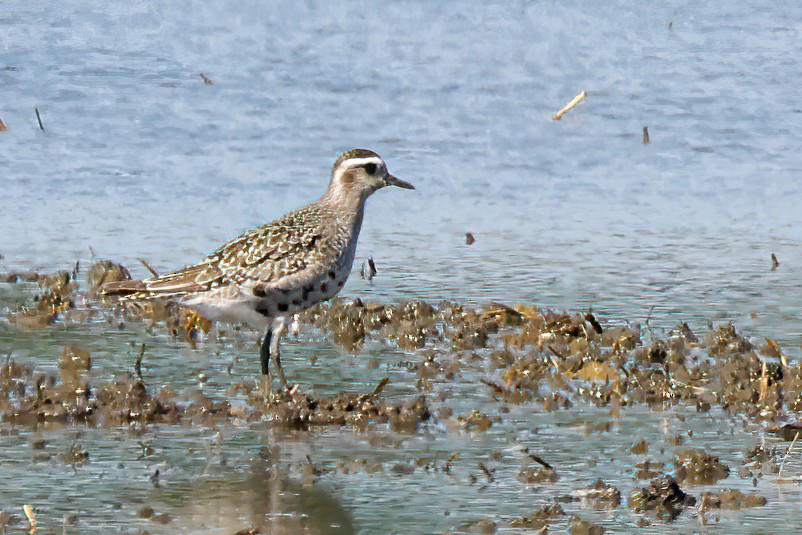 American Golden-Plover - ML483406981