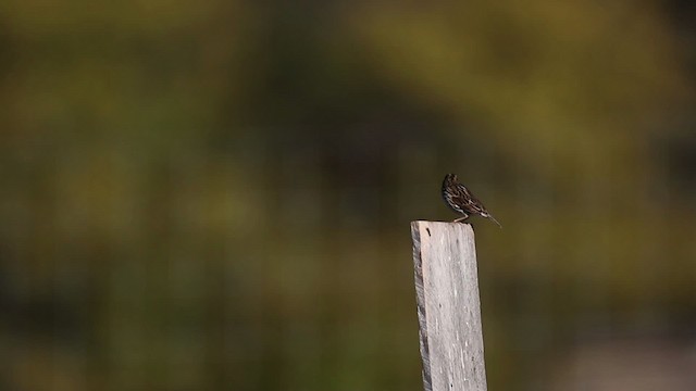 Savannah Sparrow - ML483409