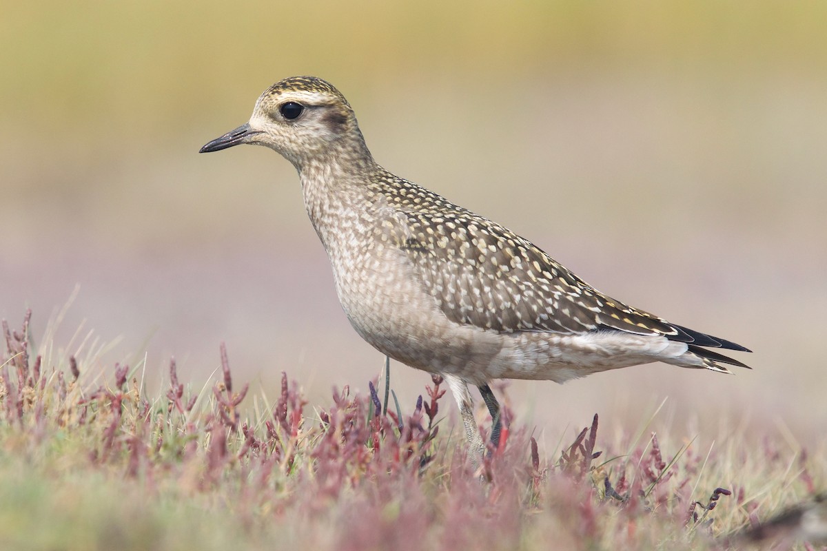 American Golden-Plover - ML483410911