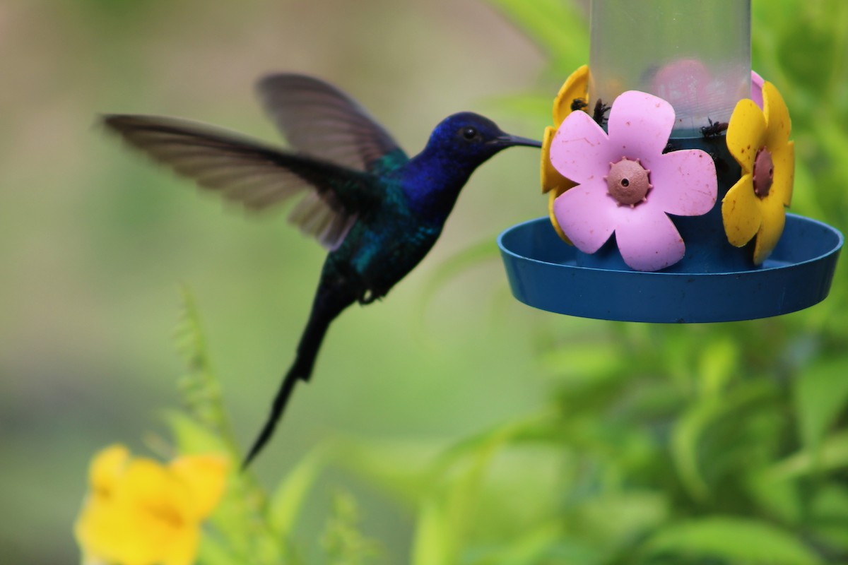 Swallow-tailed Hummingbird - Bárbara Cavalcante