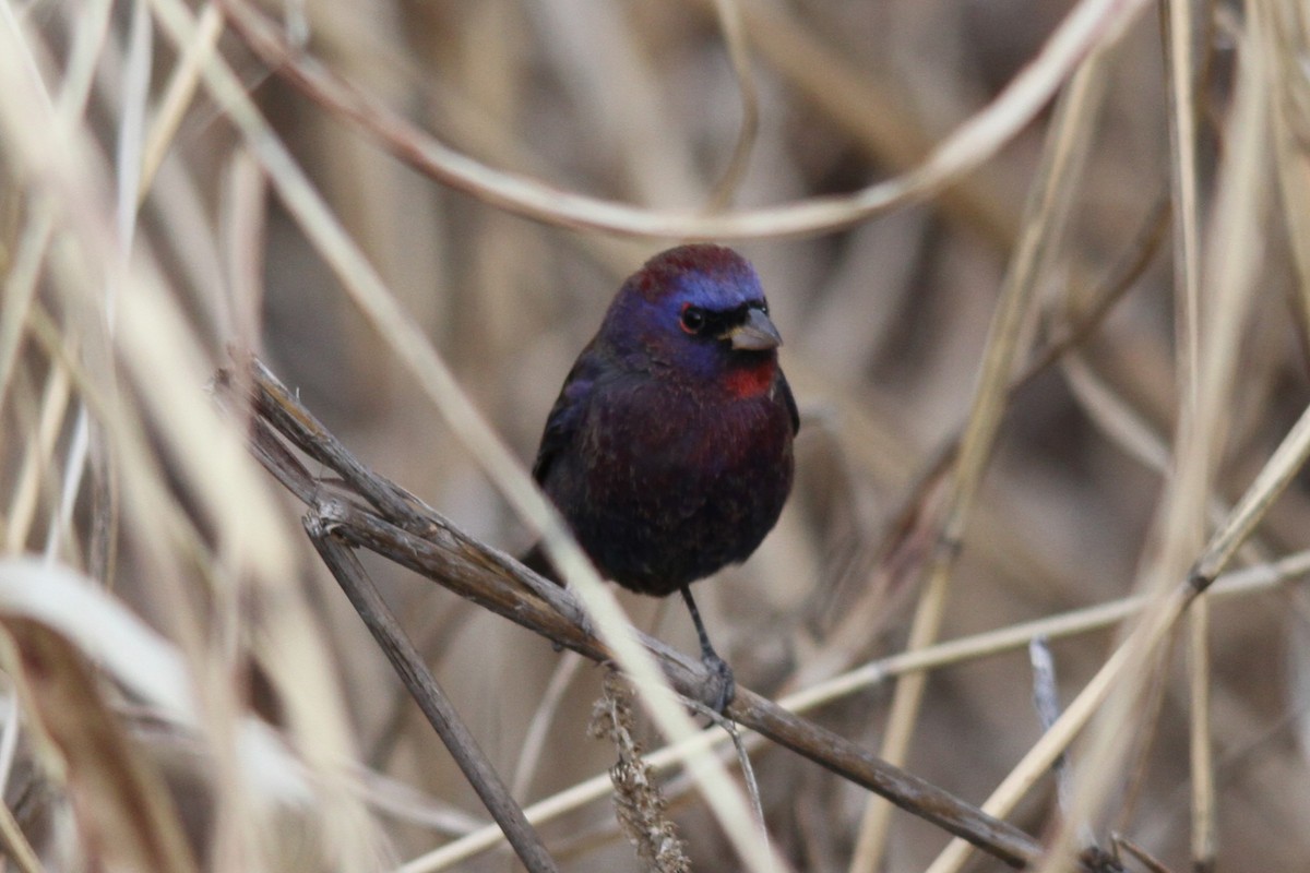 Varied Bunting - ML483411051