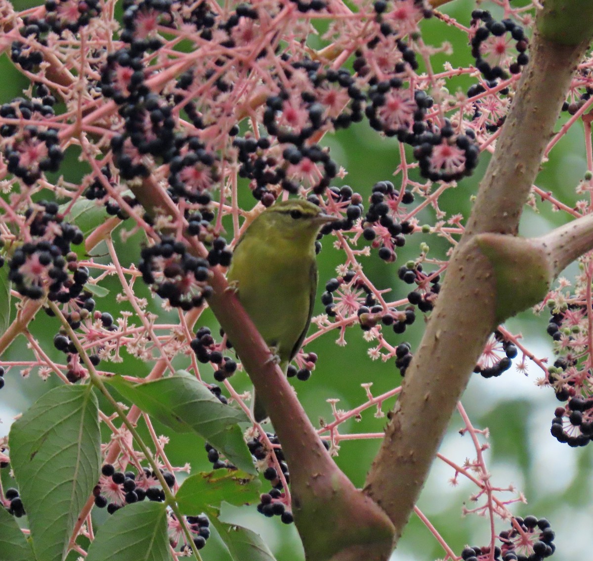 Tennessee Warbler - ML483411501