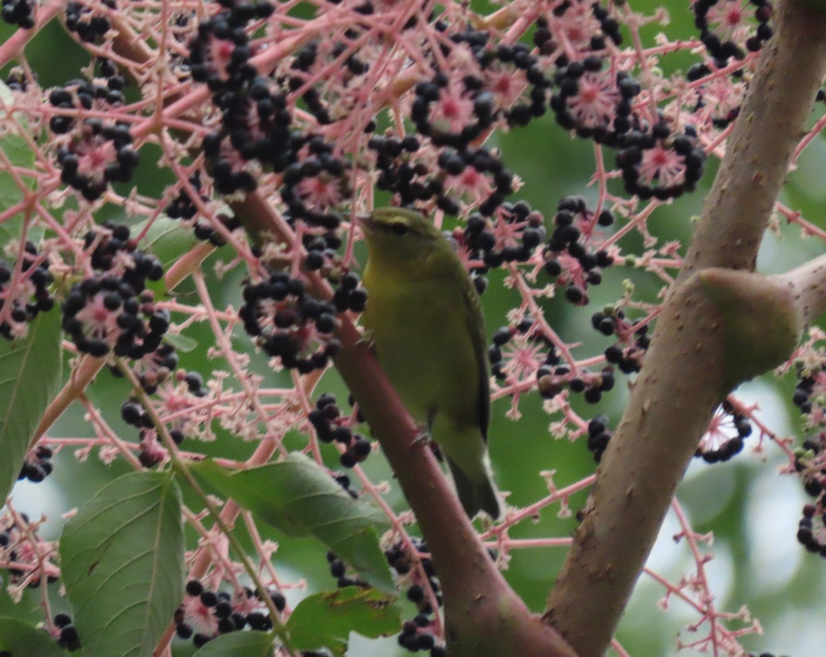 Tennessee Warbler - ML483411511