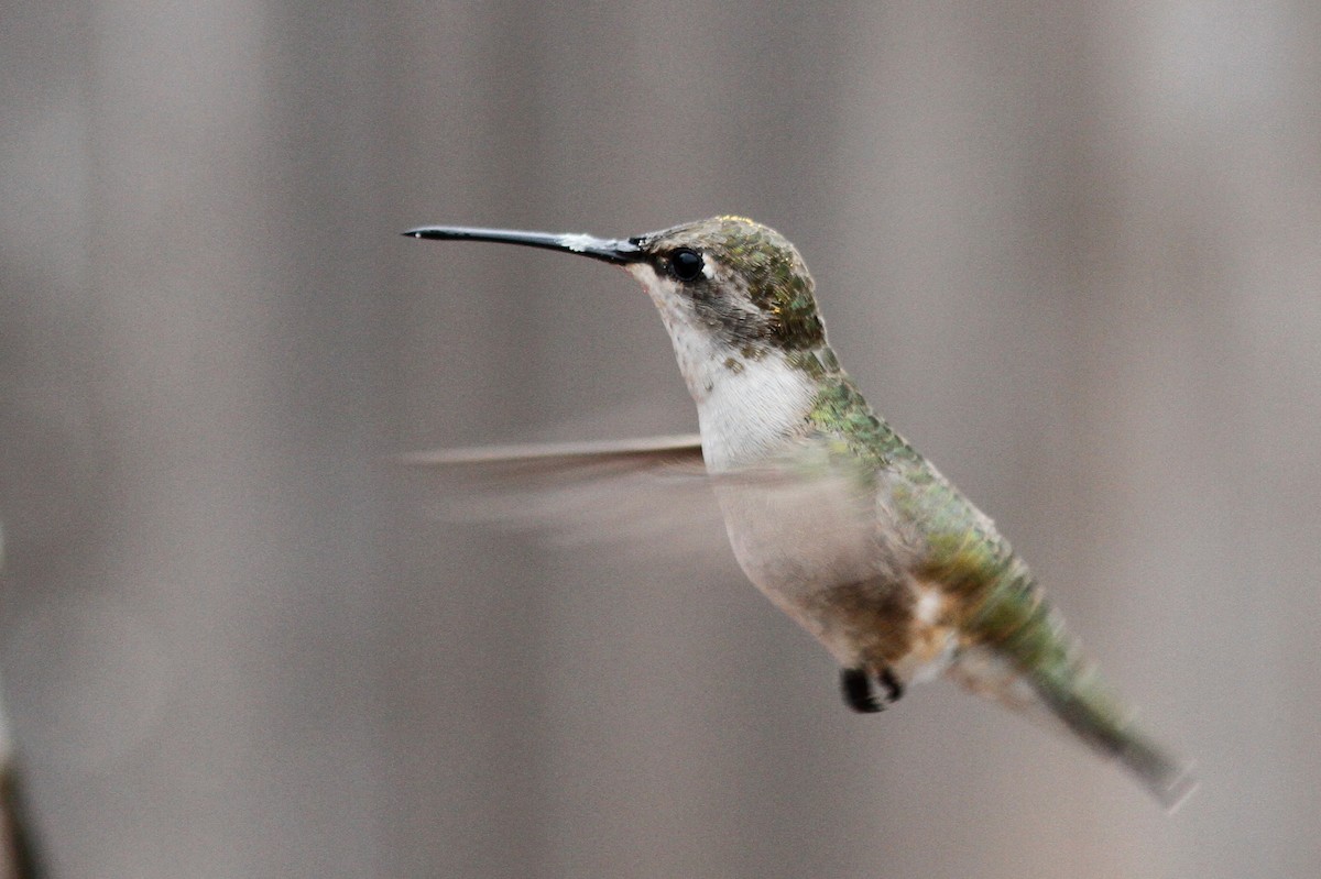 Colibrí Gorjinegro - ML483412991