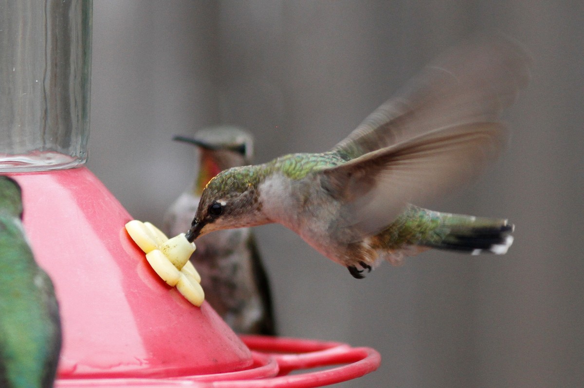 Black-chinned Hummingbird - ML483413031