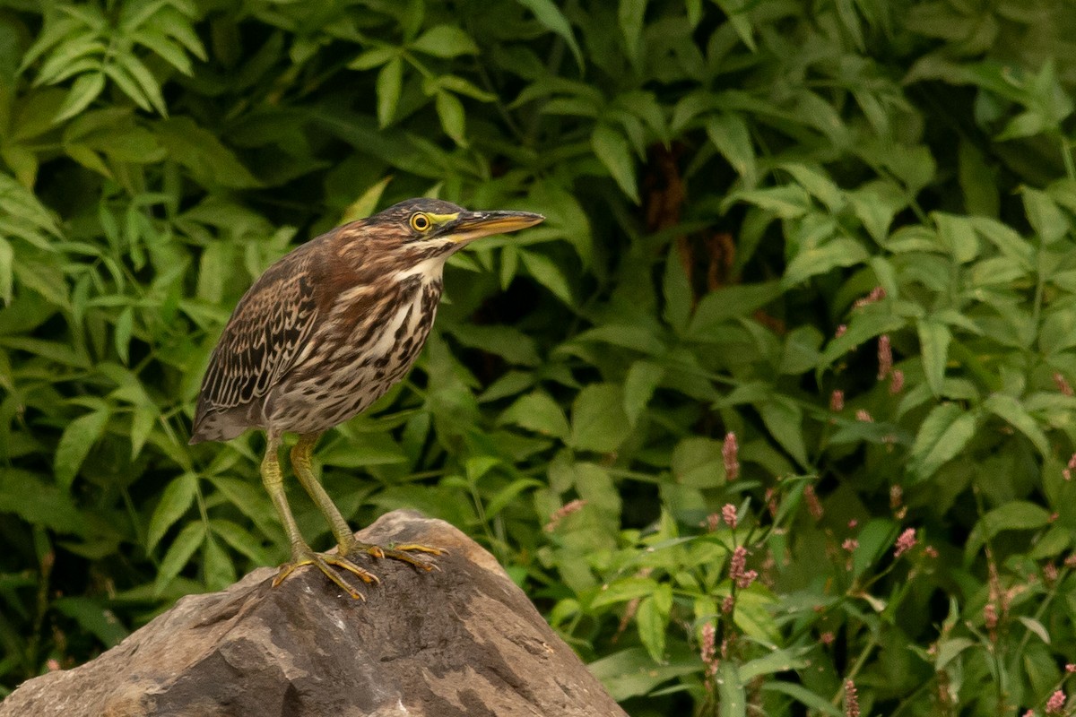 Green Heron - Chantelle du Plessis (Andes EcoTours)