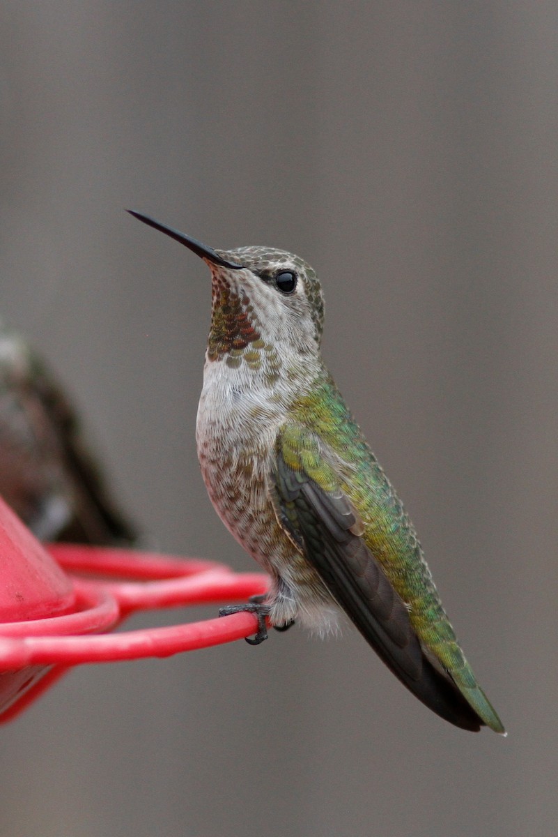 Anna's Hummingbird - Noah Gaines