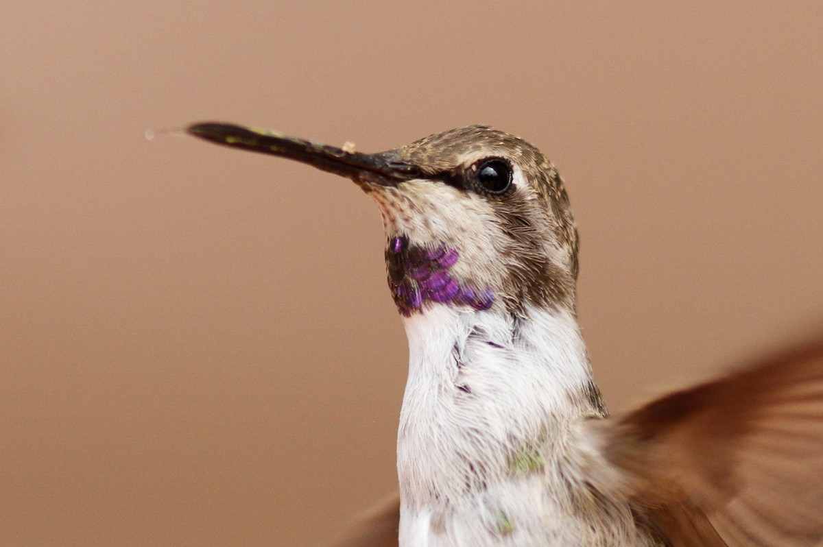 Costa's Hummingbird - Noah Gaines