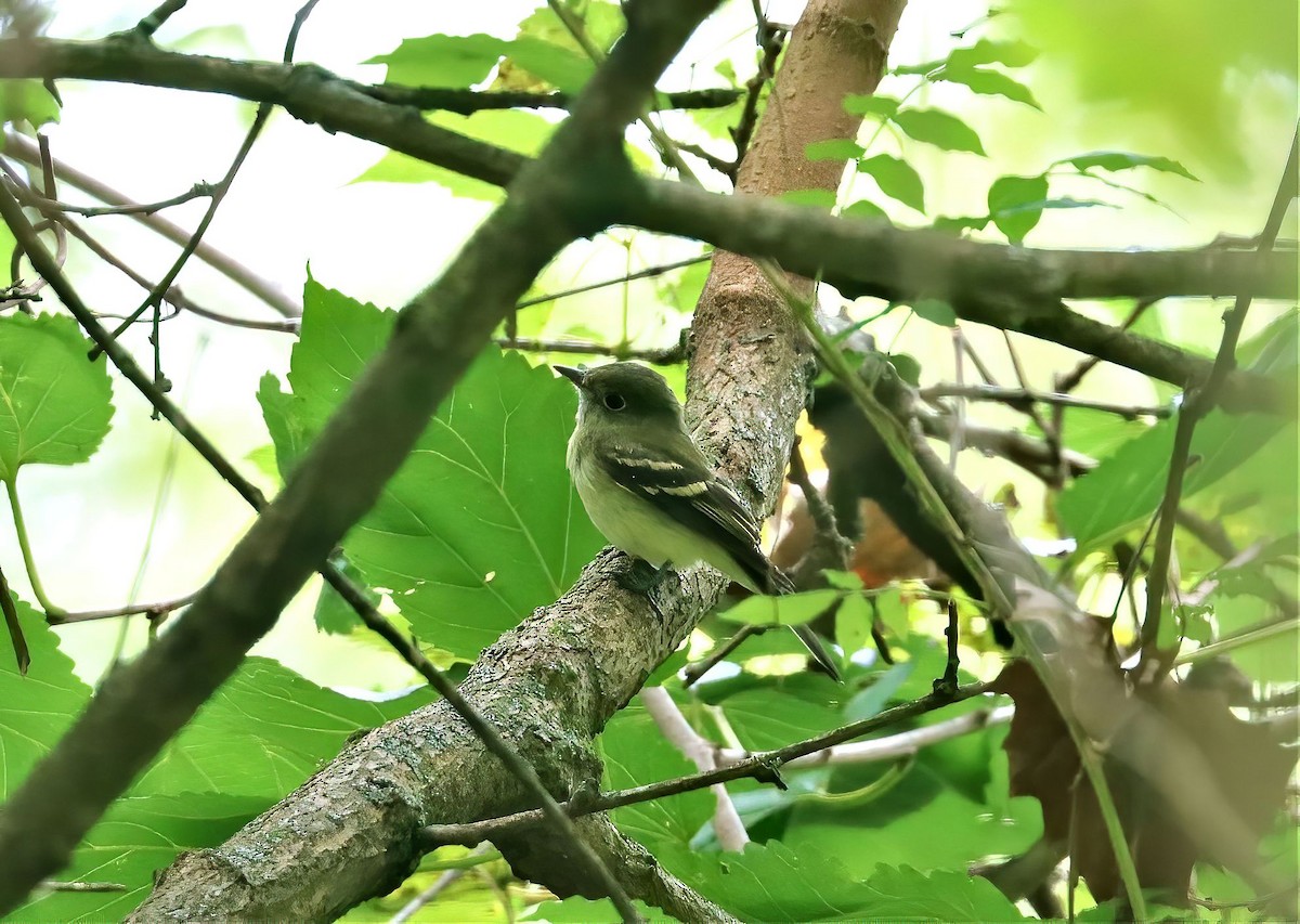 Least Flycatcher - ML483414151