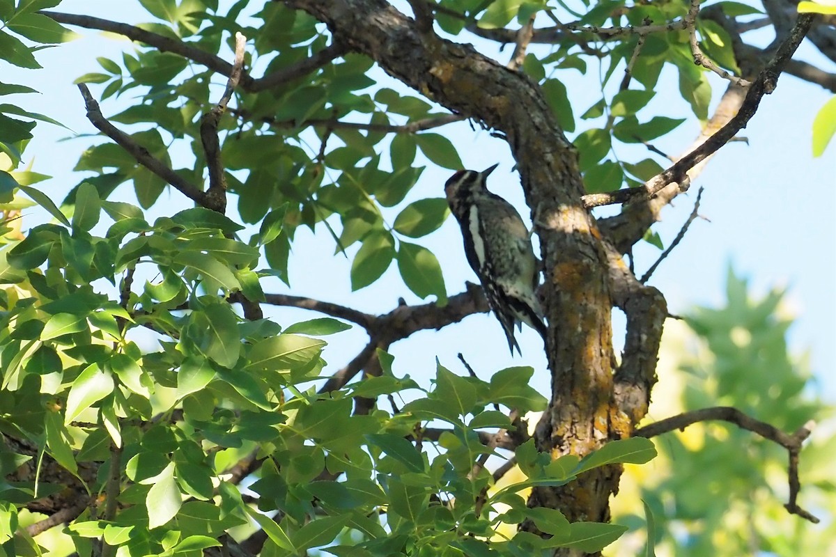 Red-naped Sapsucker - ML483414271