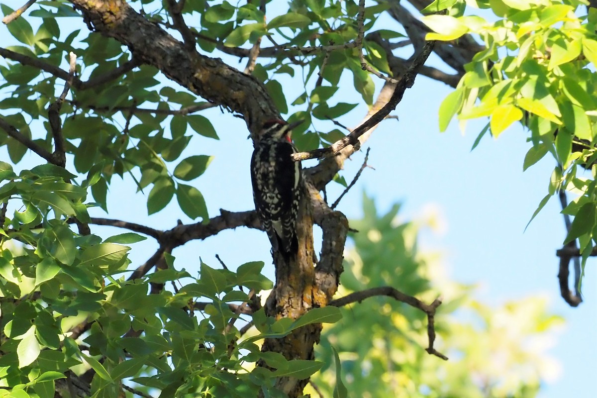 Red-naped Sapsucker - ML483414281