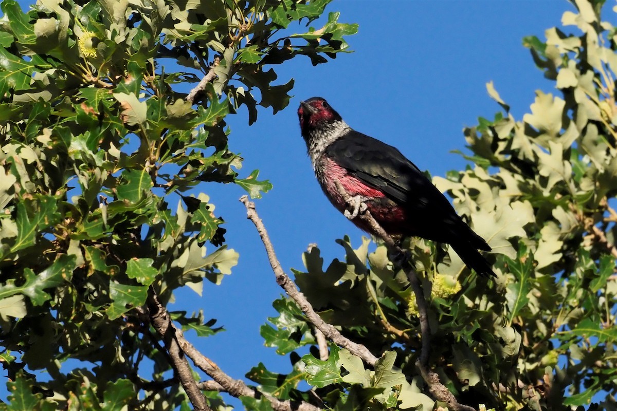 Lewis's Woodpecker - ML483414381