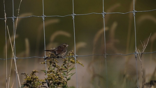 Song Sparrow - ML483415