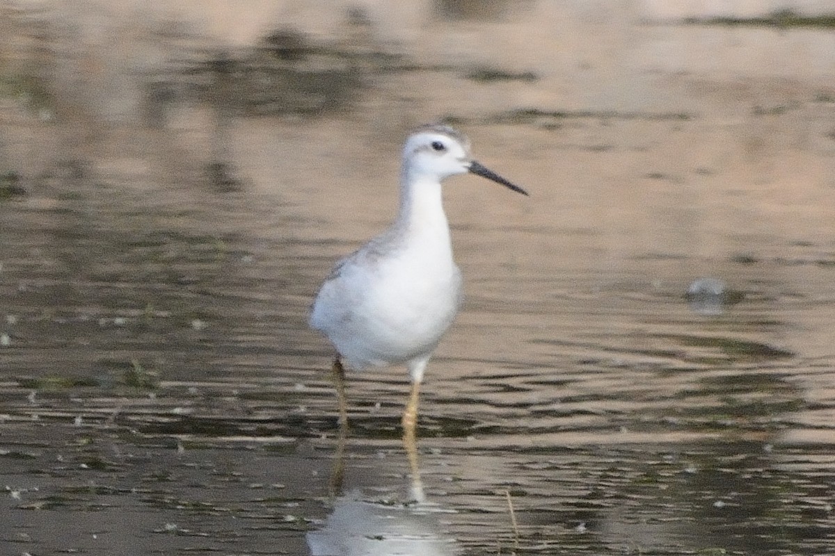 Wilson's Phalarope - ML483415851