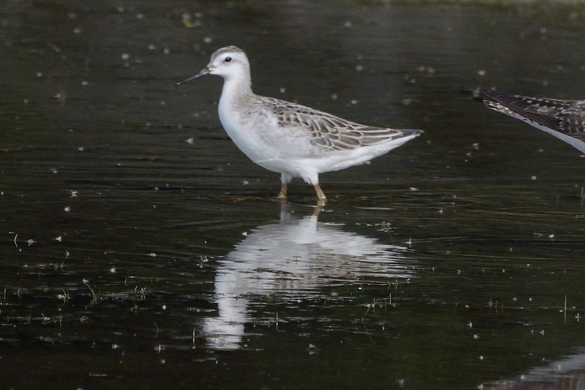 Wilson's Phalarope - ML483415891