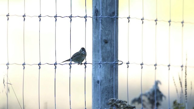 Lincoln's Sparrow - ML483416