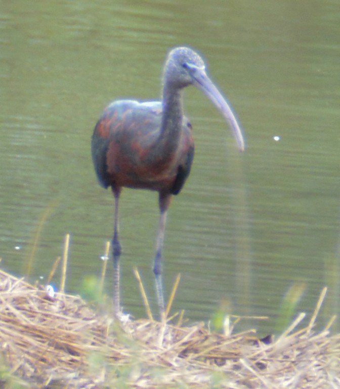 ibis hnědý - ML483416661