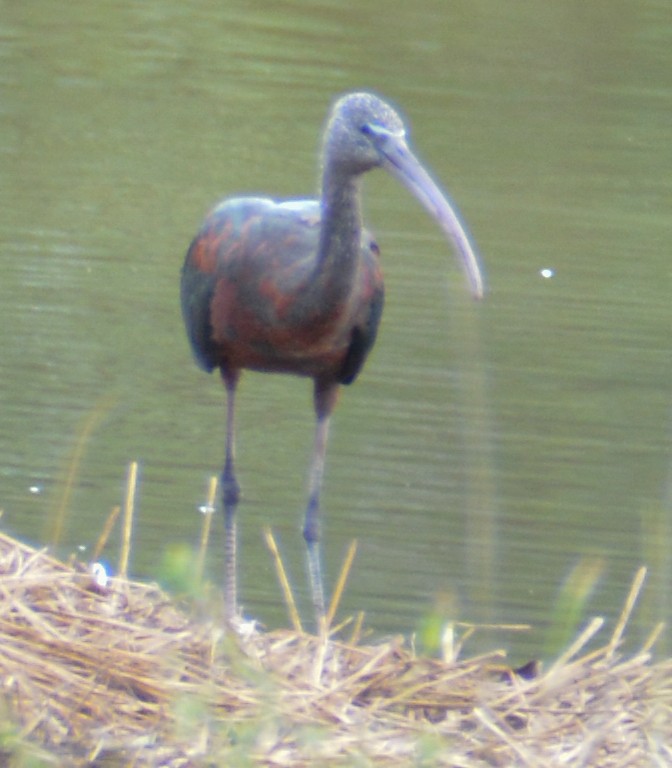 Glossy Ibis - ML483416661