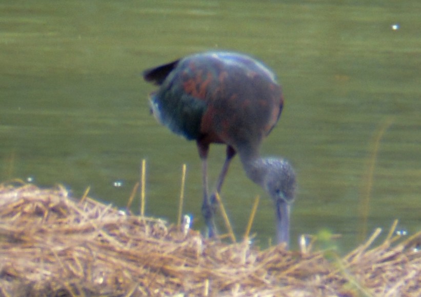 Glossy Ibis - ML483416681