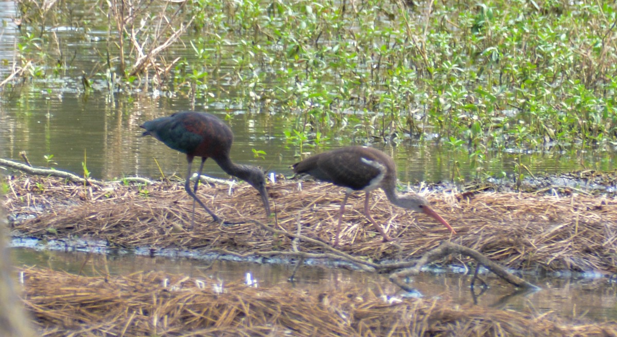 Glossy Ibis - ML483416711