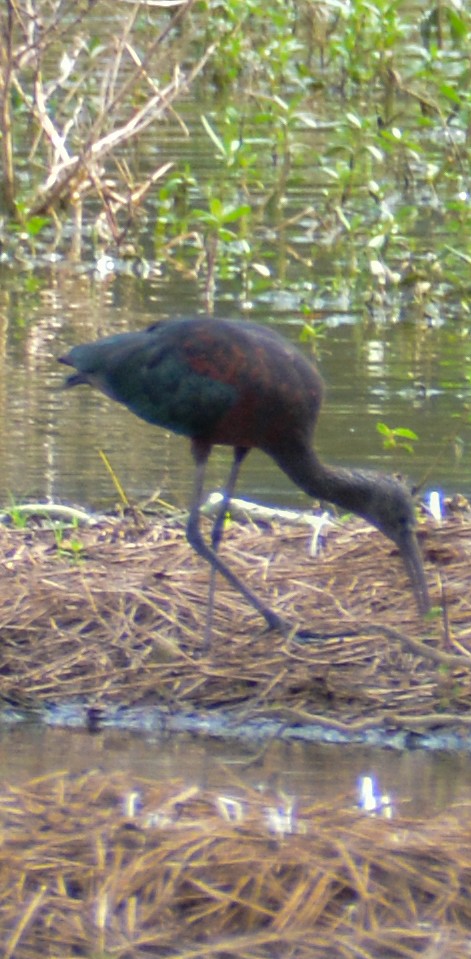 Glossy Ibis - ML483416721