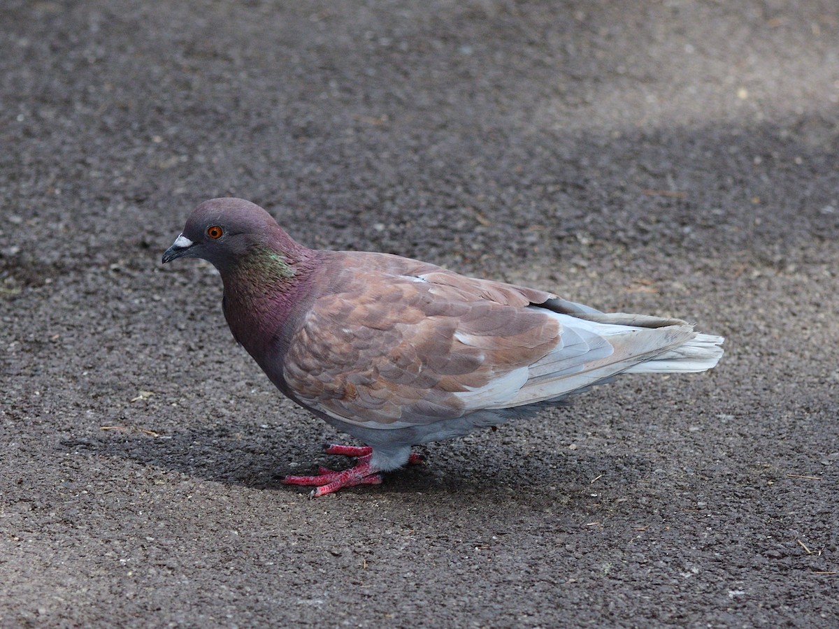 Rock Pigeon (Feral Pigeon) - ML483417211
