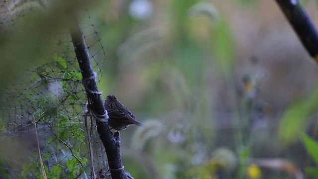 Lincoln's Sparrow - ML483418