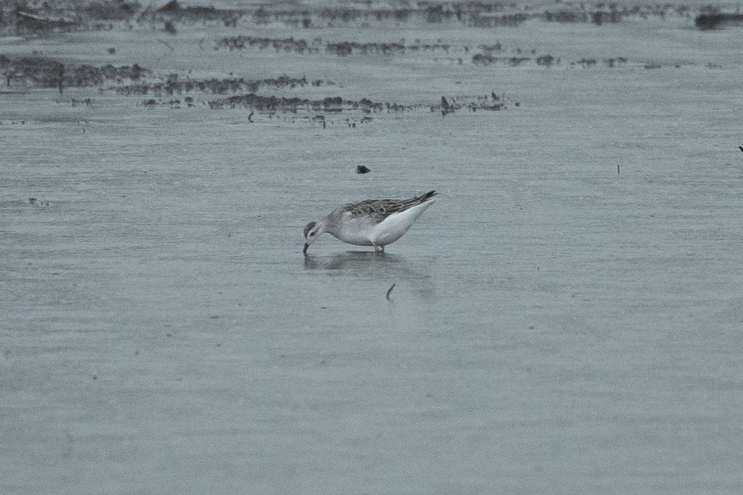 Wilson's Phalarope - ML483418431
