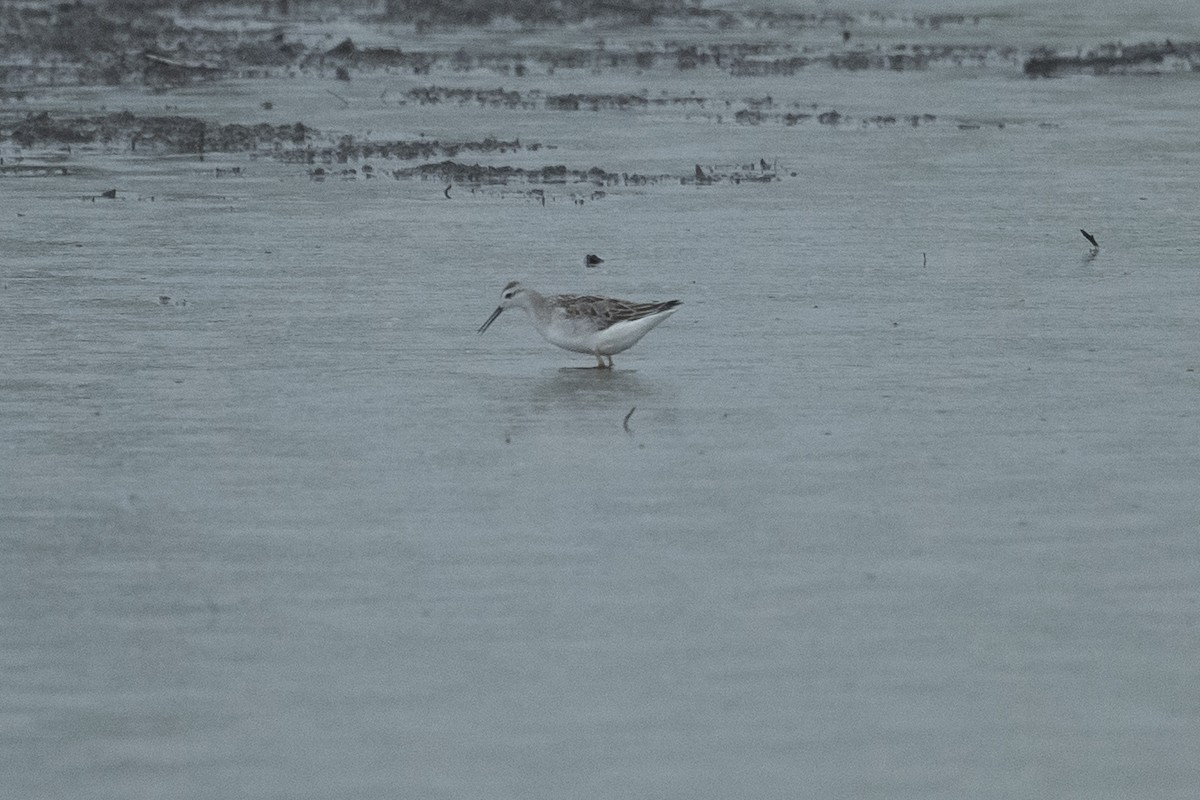Wilson's Phalarope - ML483418471