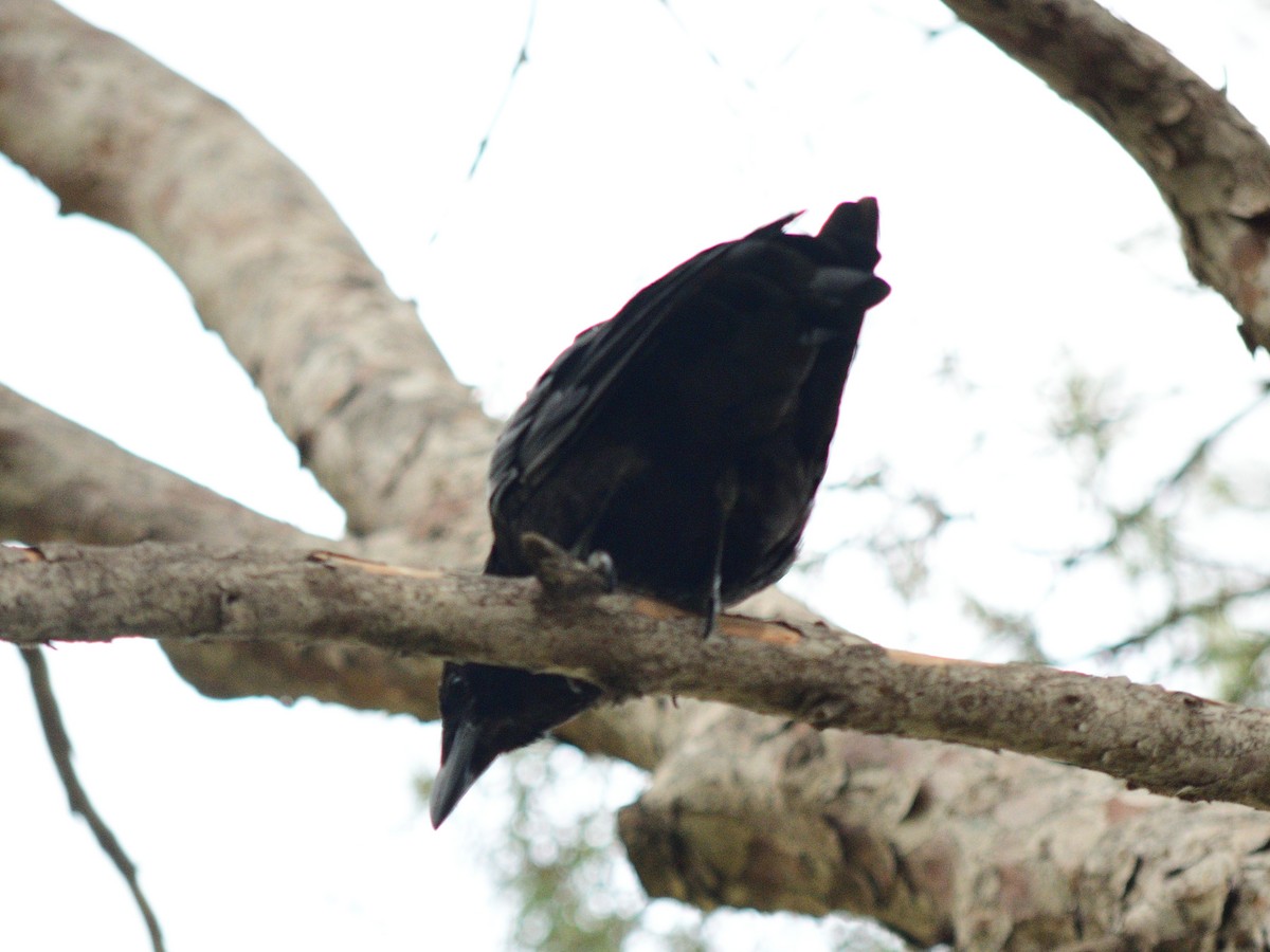 Carrion Crow - ML483418521