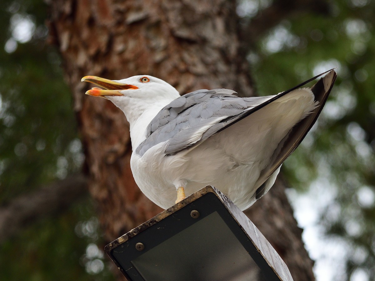 Yellow-legged Gull - ML483418801