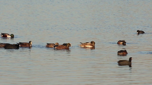 American Wigeon - ML483420