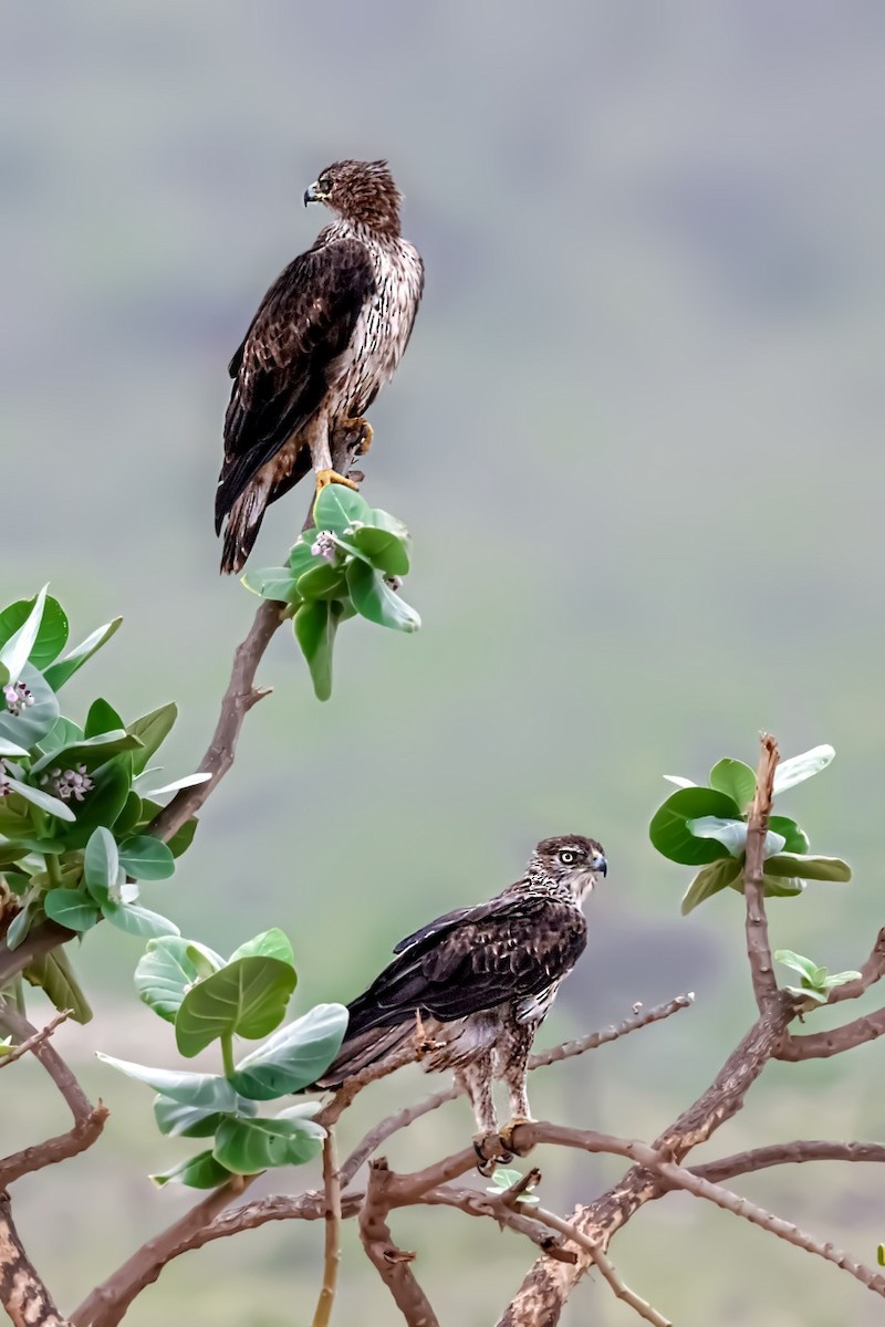 Bonelli's Eagle - S S Suresh