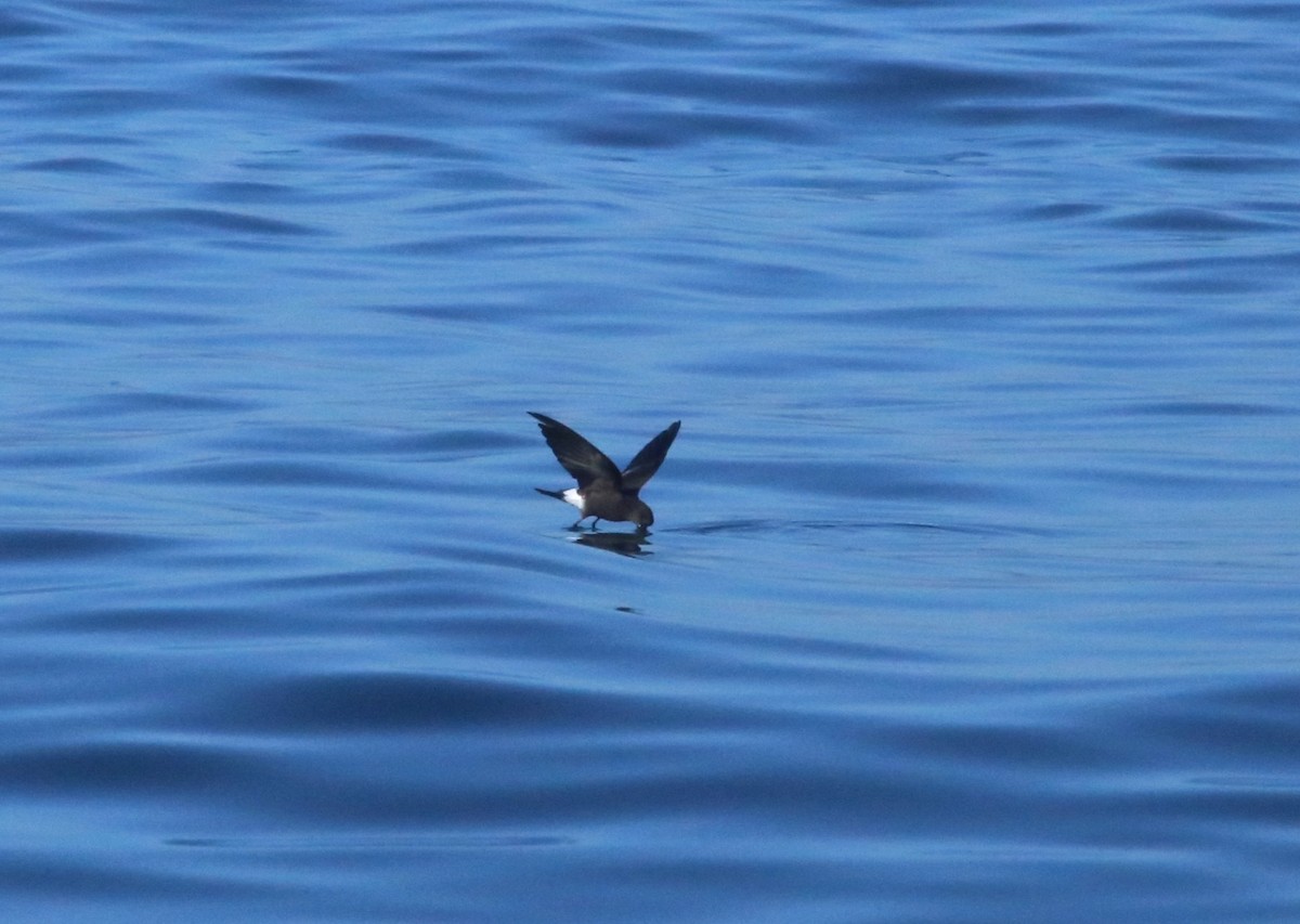 黃蹼洋海燕 - ML483420301