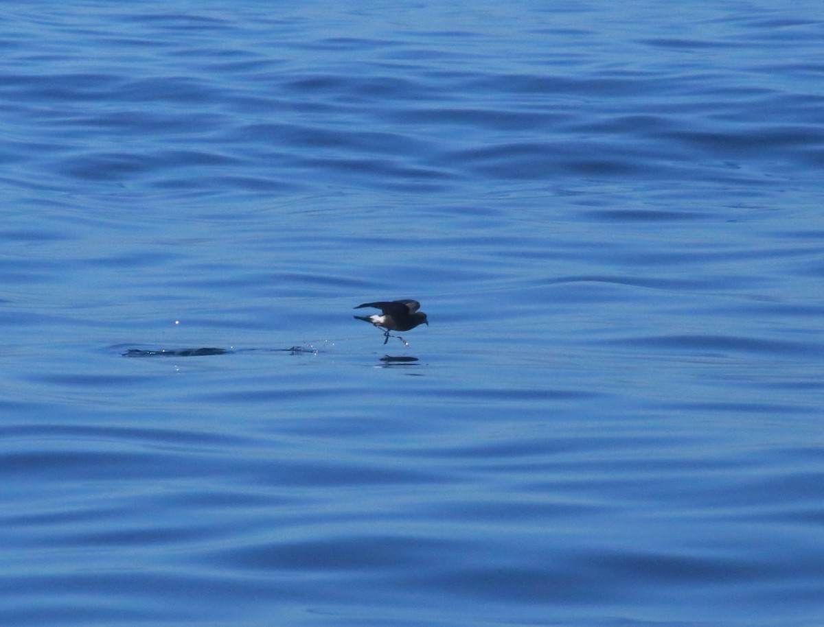 黃蹼洋海燕 - ML483420311