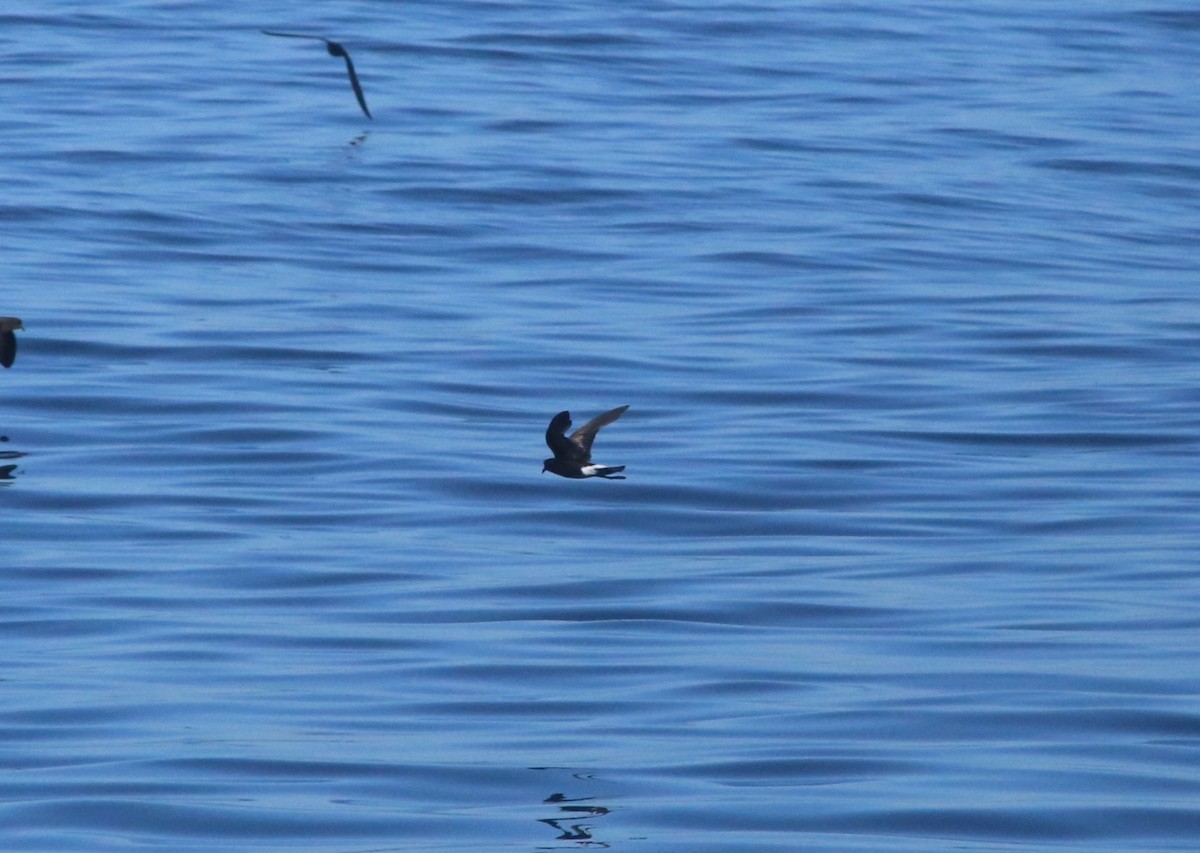 黃蹼洋海燕 - ML483420331