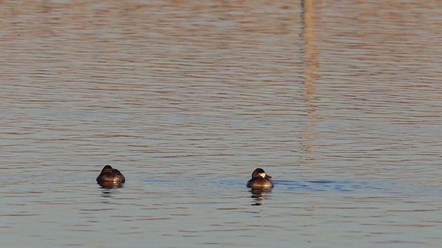 Ruddy Duck - ML483421